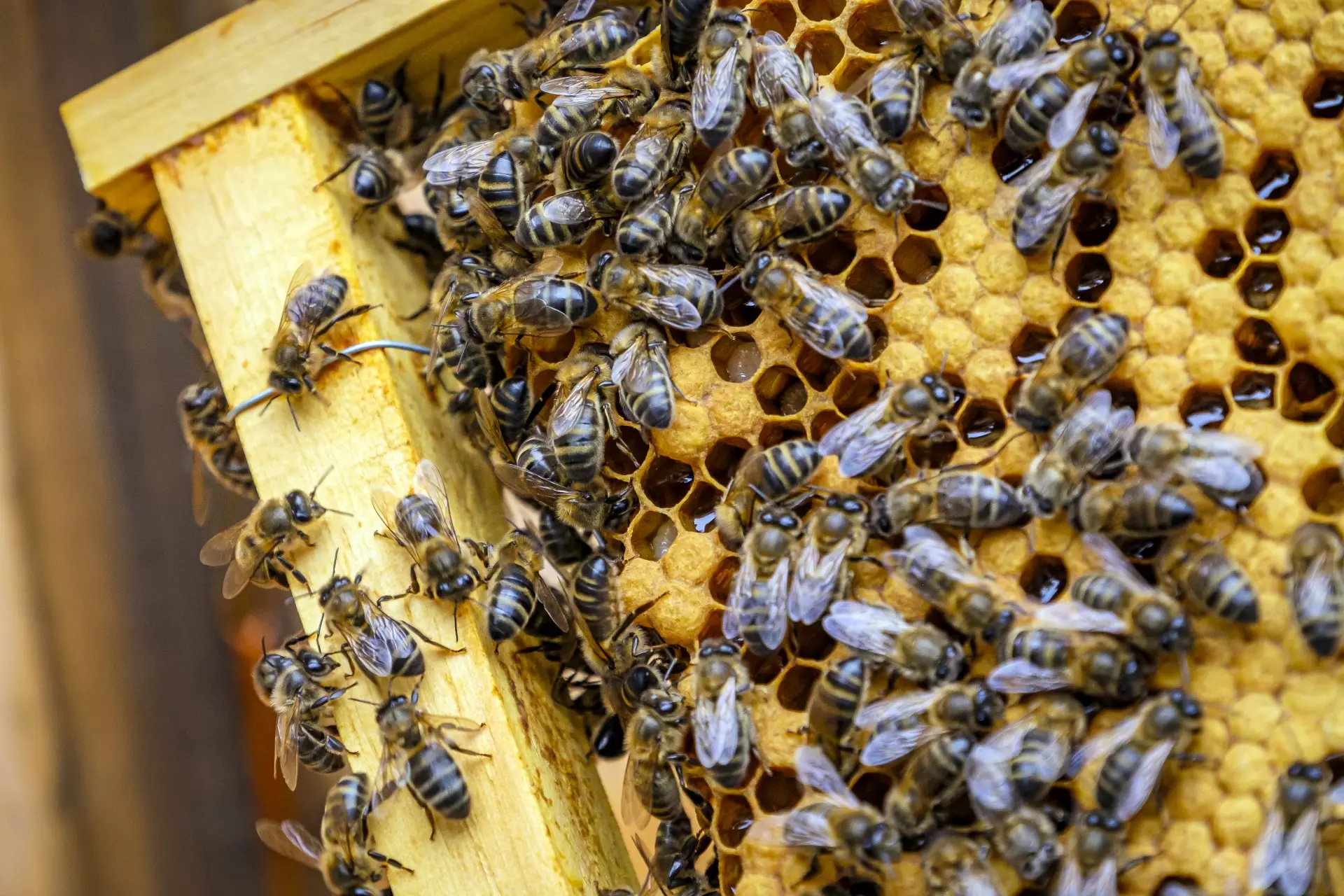 Panal con abejas