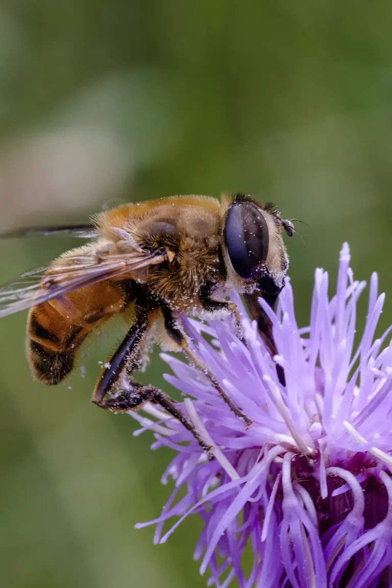 Primer plano de una abeja sobre una flor violetas
